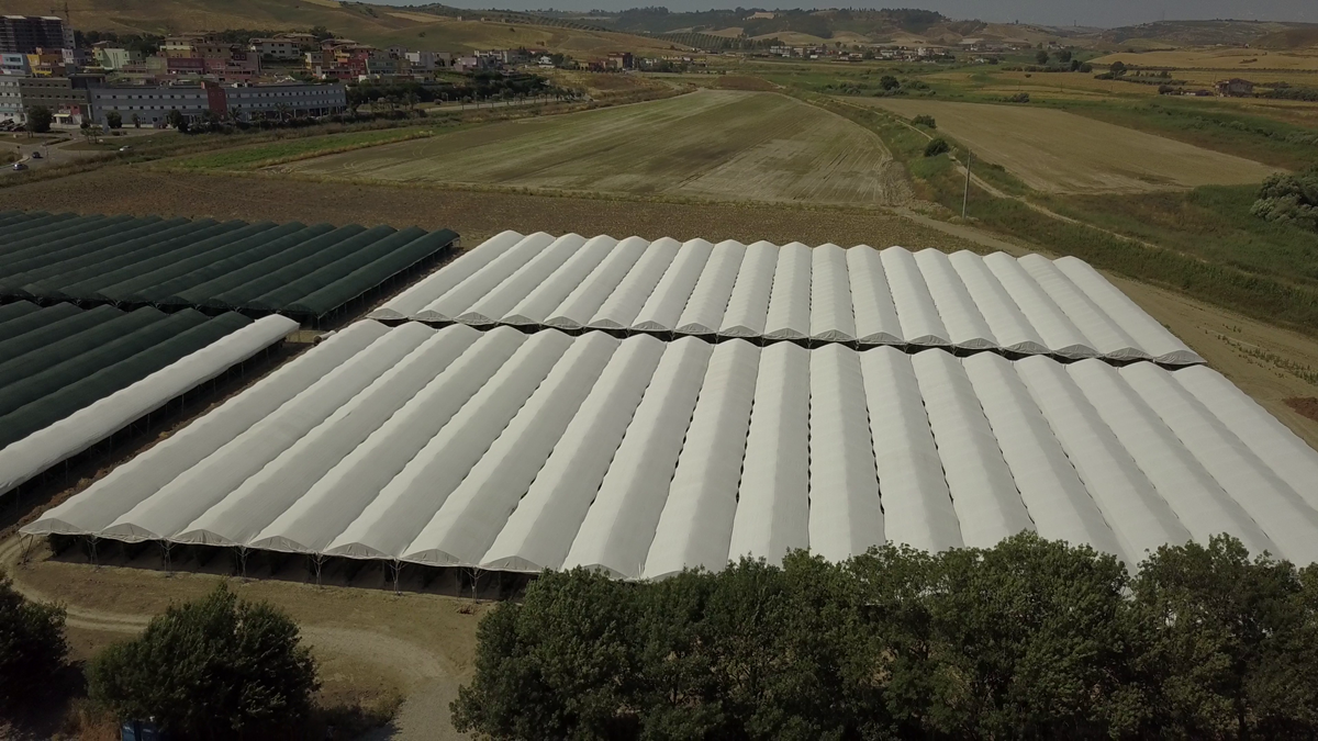 Prisma_Arrigoni|Arrigoni_PRISMA_Raspberry|Robusta Arrigoni|Robusta Arrigoni